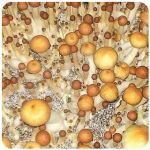 Псилоцибиновые (галлюциногенные)  грибы Psilocybin "Golden Teacher" в Фролово