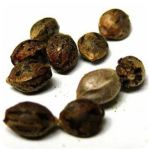 Семена марихуаны АК-47 (Seeds AK-47) в Фролово Семена марихуаны АК-47 (Seeds AK-47) в Фролово